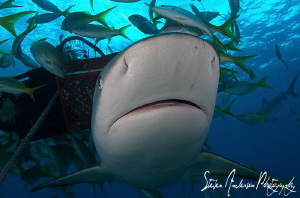 This image was taken in front of our bait baskets during ... by Steven Anderson 